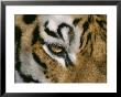 The Eye Of A Tiger And Part Of Its Facial Markings by Dr. Maurice G. Hornocker Limited Edition Print