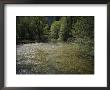 Yosemite Creek Flows Gently Across High Backcountry by Marc Moritsch Limited Edition Print