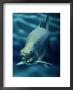 A Tarpon by George Grall Limited Edition Print