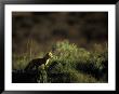 Two-Month-Old Red Fox Pup Sniffs The Air Outside Its Den by Raymond Gehman Limited Edition Print