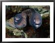 A Close-View Of A Pair Of Moray Eels by Wolcott Henry Limited Edition Print