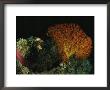 Pink Amemonefish Swimming Around An Anemone And Sea Fan by Wolcott Henry Limited Edition Print