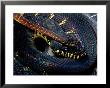 Boelens Python by George Grall Limited Edition Print