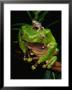 A Frog Perched On A Branch With A Baby Frog On Its Back by George Grall Limited Edition Pricing Art Print