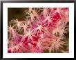 Closeup Of Pink Corl Polyps, Bali, Indonesia by Tim Laman Limited Edition Print