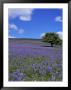 Bluebells, Dartmoor, Devon, England, United Kingdom by David Lomax Limited Edition Print