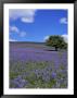 Bluebells, Dartmoor, Devon, England, United Kingdom by David Lomax Limited Edition Print