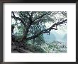 View Of Qutang Gorge, Three Gorges, Yangtze River, China by Keren Su Limited Edition Pricing Art Print