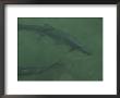 Tarpon Fish Swim Through Green Water In The Florida Keys by Nicole Duplaix Limited Edition Pricing Art Print