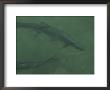 Tarpon Fish Swim Through Green Water In The Florida Keys by Nicole Duplaix Limited Edition Print