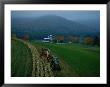 Farmer Cuts Corn To Feed Cows On His Dairy Farm by Maria Stenzel Limited Edition Print