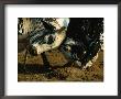 Close View Of Two Big Bulls Locking Heads by James L. Stanfield Limited Edition Pricing Art Print