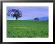 A Tree On A Hillside In Santa Barbara by Gary Conner Limited Edition Print
