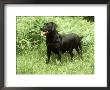 Black Labrador, Amongst Bracken In Spring Uk by Mark Hamblin Limited Edition Pricing Art Print
