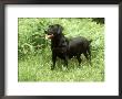 Black Labrador, Amongst Bracken In Spring Uk by Mark Hamblin Limited Edition Print