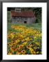 Black Eyed Susans And Barn, Vermont, Usa by Darrell Gulin Limited Edition Print