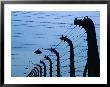 Barbed Wire Electric Fence At Auschwitz-Birkenau Concentration Camp, Oswiecim, Malopolskie, Poland by Krzysztof Dydynski Limited Edition Pricing Art Print