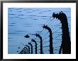 Barbed Wire Electric Fence At Auschwitz-Birkenau Concentration Camp, Oswiecim, Malopolskie, Poland by Krzysztof Dydynski Limited Edition Print