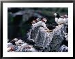 Puffins (Fratercula Arctica) Sitting On Rocks, Farne Islands, United Kingdom by Nicholas Reuss Limited Edition Print