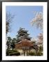 Cherry Blossoms, Matsumoto Castle, Matsumoto City, Nagano Prefecture, Honshu Island, Japan,Asia by Christian Kober Limited Edition Print