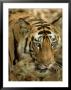 Tiger, Portrait, India by Satyendra K. Tiwari Limited Edition Print