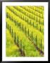 Mustard Plants In Vineyard, Napa Valley Wine Country, California, Usa by John Alves Limited Edition Print