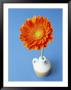 Orange Gerbera Flower Against A Blue Background by Pearl Bucknall Limited Edition Pricing Art Print