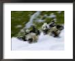 Two Giant Panda Cubs Rolling On Snow, Wolong Ziran Baohuqu, Sichuan, China by Keren Su Limited Edition Print