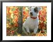 Jack Russel Terrier, Puppy In Autumn by Alan And Sandy Carey Limited Edition Print