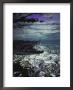 Barracuda In Water by Timothy O'keefe Limited Edition Print