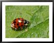 Harlequin Ladybird On Alkanet Leaf, London, Uk by Elliott Neep Limited Edition Print