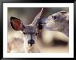 Fawn And Mother, Yellowstone National Park, Wy by Michael Howell Limited Edition Print