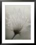 Dandelion Flower In Ivvavik National Park, Yukon Territory, Canada by Michael Melford Limited Edition Print