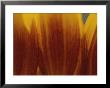A Close View Of The Petals Of A Sunflower by Raul Touzon Limited Edition Print