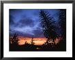 Sunset With Silhouettes Of Trees In Foreground by Todd Gipstein Limited Edition Print