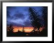 Sunset With Silhouettes Of Trees In Foreground by Todd Gipstein Limited Edition Print