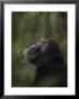 Chimpanzee by Michael Nichols Limited Edition Print