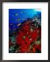 School Of Anthias Near Red Soft Coral On Abu Nuhas Reef In Red Sea, Suez, Egypt by Mark Webster Limited Edition Print