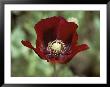 Flower Of An Opium Poppy by Steve Raymer Limited Edition Pricing Art Print