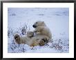 A Polar Bear Plays With A Snowball While Lying On Its Back by Paul Nicklen Limited Edition Print