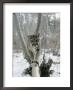 A Mountain Lion Walks Along A Tree Branch In Winter by Dr. Maurice G. Hornocker Limited Edition Print