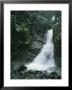 A Waterfall In The Tropical Rainforest El Yunque Park In Puerto Rico by Taylor S. Kennedy Limited Edition Print