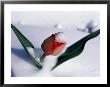 Late-Winter Snow Blankets A Tulip by Mark Thiessen Limited Edition Print