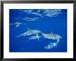 A Group Of Spotted Dolphins Swim Near The Oceans Surface by Brian J. Skerry Limited Edition Print