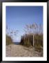 Sea Oats Line The Path To The Beach On The Outer Banks by Taylor S. Kennedy Limited Edition Print