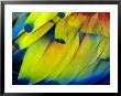 Close View Of The Brightly Colored Feathers Of A Tropical Bird by Raul Touzon Limited Edition Print