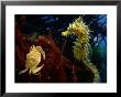 A Young Blue Crab And A Sea Horse by George Grall Limited Edition Pricing Art Print