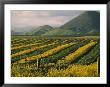 Vineyards In Californias Edna Valley by Michael S. Lewis Limited Edition Print