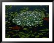 A Water Lily Pad Holds Rain Droplets by Raymond Gehman Limited Edition Print