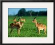 Impalas by Beverly Joubert Limited Edition Print